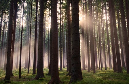 Photo of trees in a forest with sunlight.
