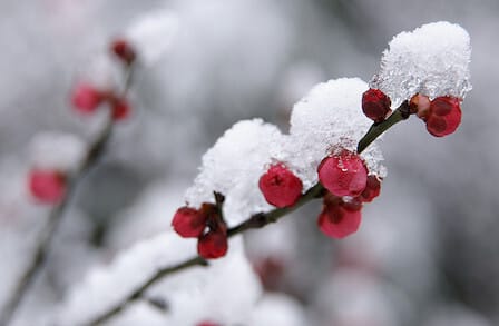 Close-up image of a cherry blossom, ruby and white.