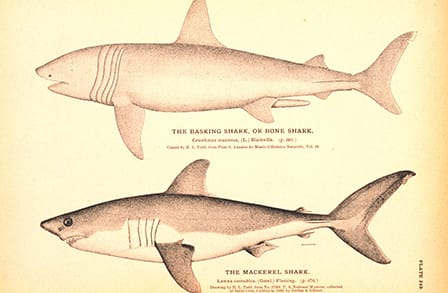 Drawings of the basking shark and the mackerel shark