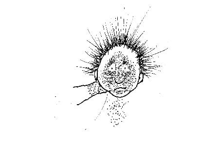 Illustration of a child with dirt on their face by Shel Silverstein