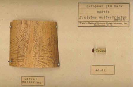 Image of the cover of Bark Beetle, with European Elm bark and a beetle