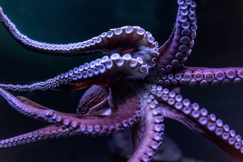Octopus arms