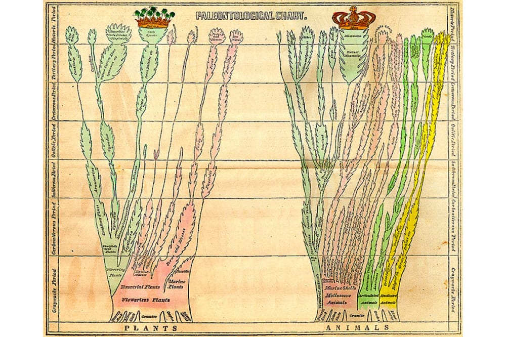 Hand-drawn paleontological chart for plant and animal