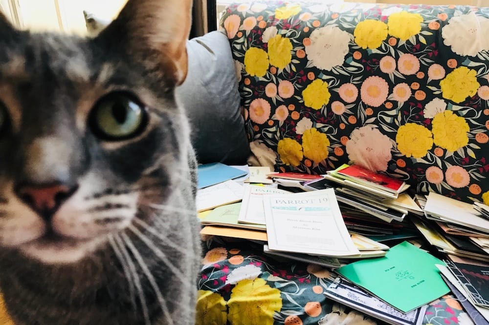 Cat in front of books on a couch