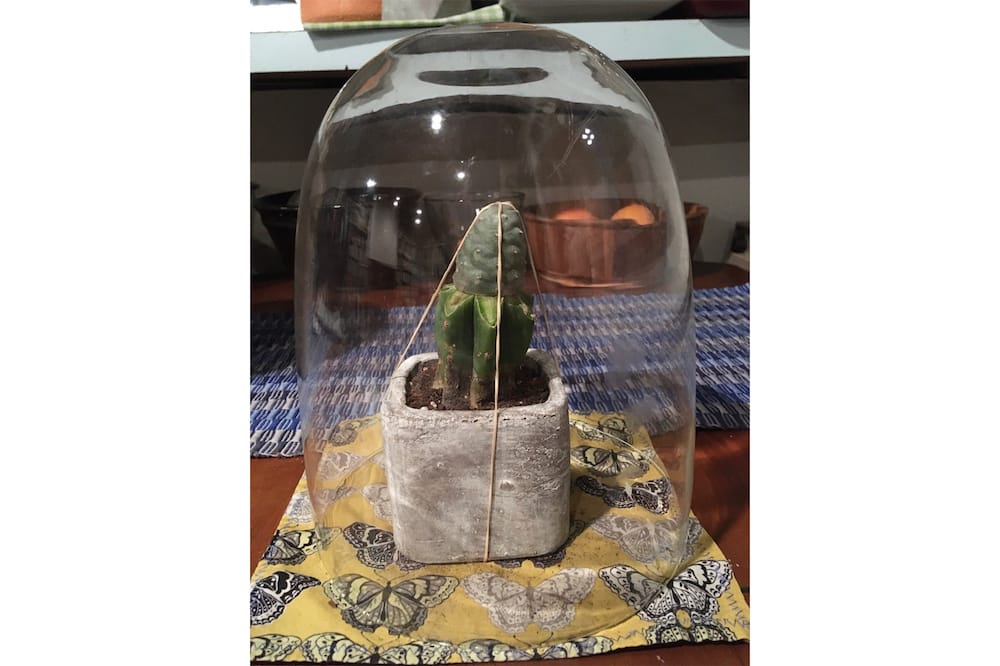 Two catcuses grafted on each other under a glass dome.