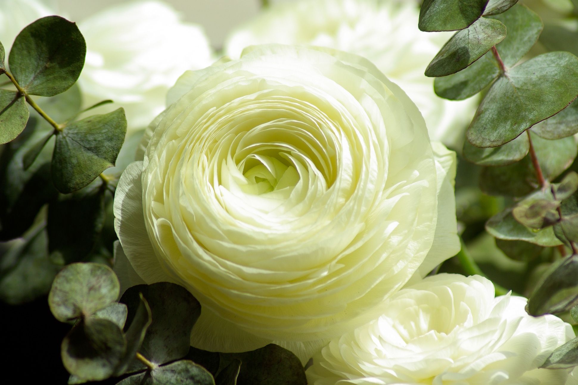 White flower