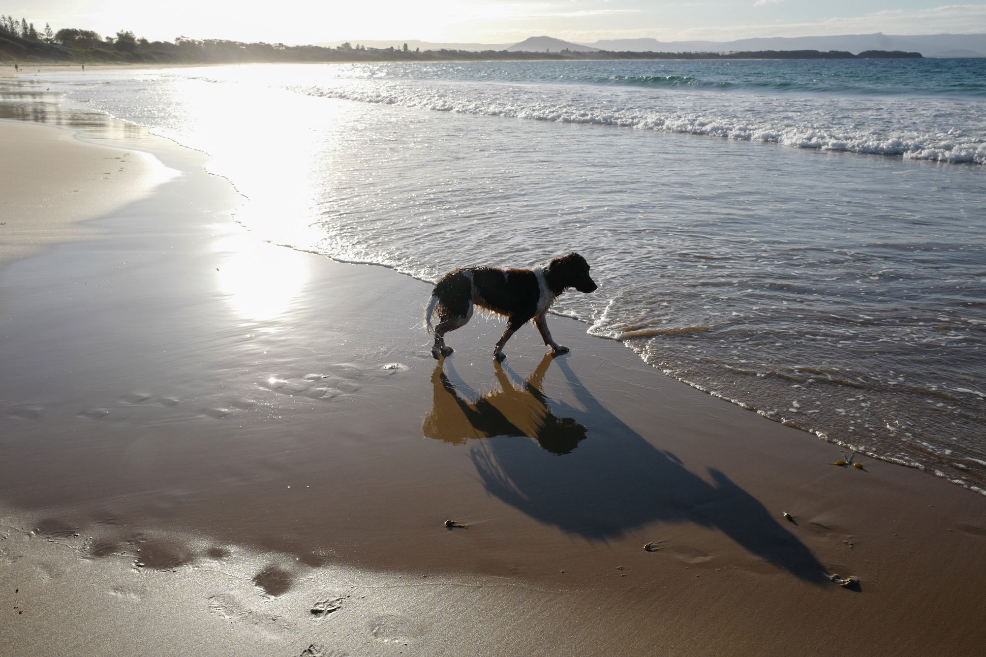 A dog casts a shadow of itself on the beach on June 19, 2020 in Culburra Beach, NSW, Australia.