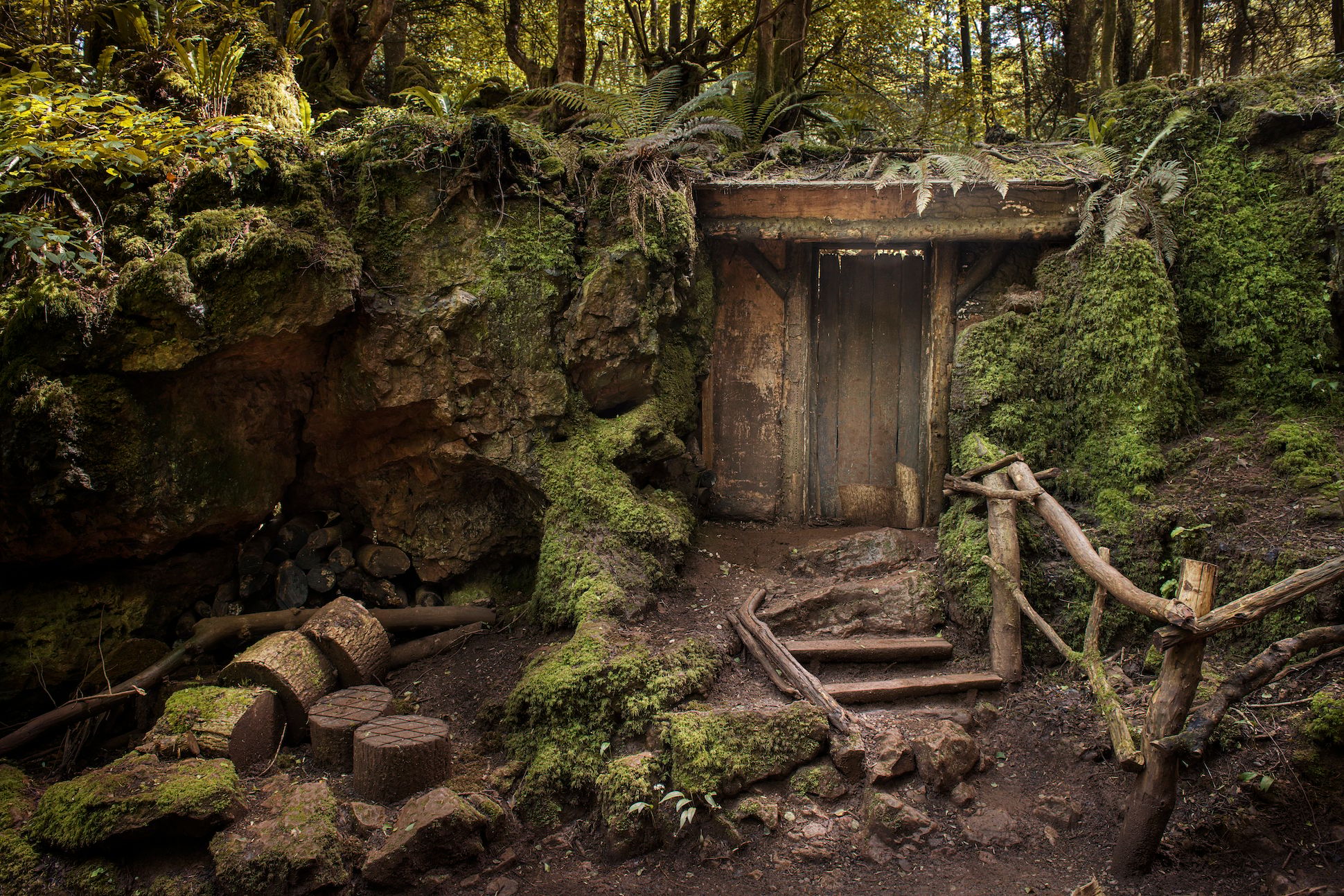 A hut in a forest