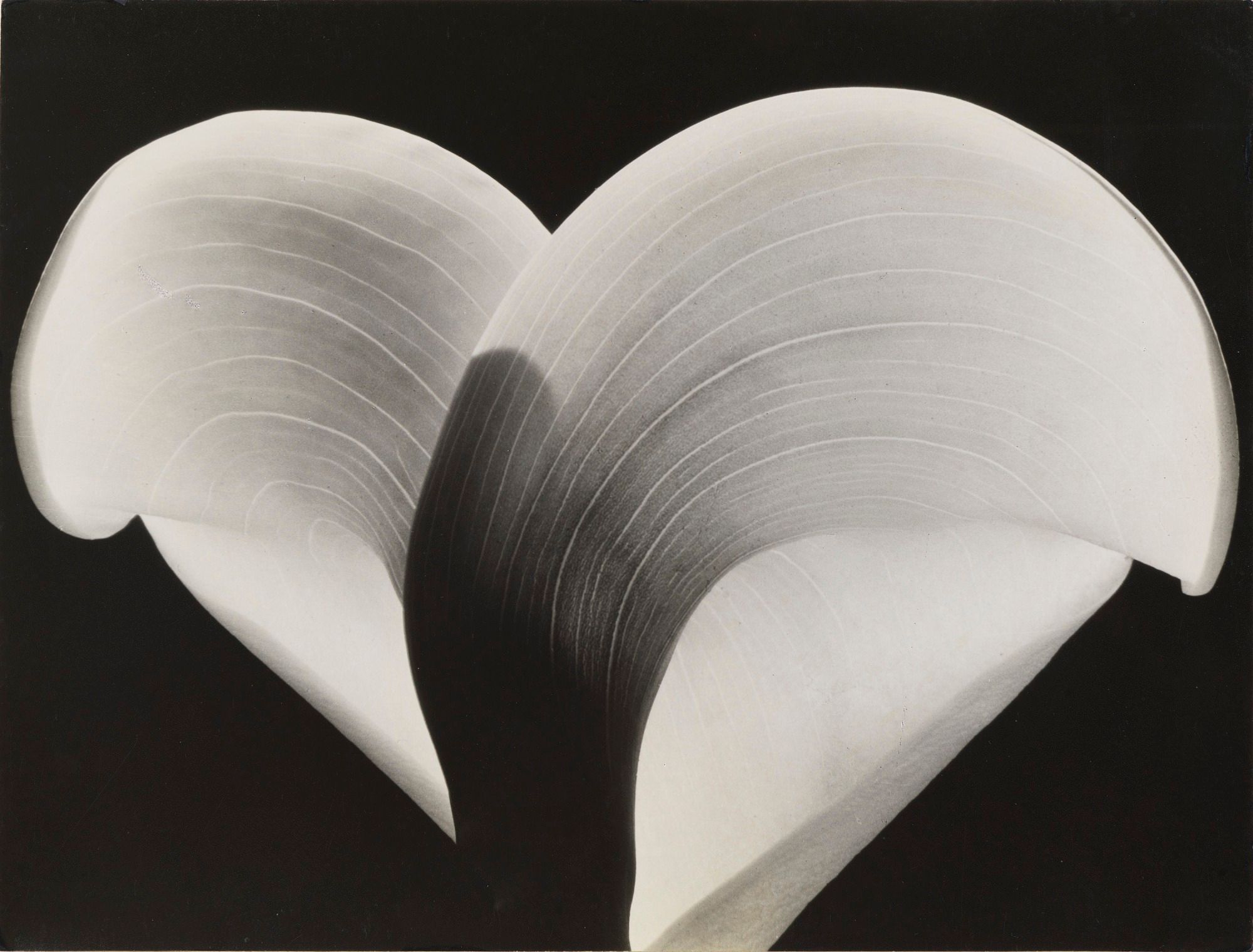 Black and white close up photo of a calla lily, which appears heart-shaped, with shadow, against a black backdrop.